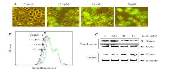 HeLa 암세포에서 DHS의 미토콘드리아 막전위(Δψm) 손실과 cytochrome c 방 출에 대한 효과