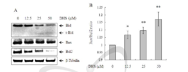 HeLa 암세포에서 DHS의 Bcl-2 family proteins levels에 대한 효과