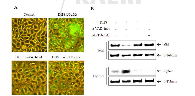 HeLa 암세포에서 DHS에 의한 미토콘드리아 막전위(Δψm) 손실, Bid cleavage 와 cytochrome c 방출에 대한 caspase inhibitor의 효과