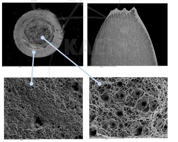 SEM structures of a ruptured specimens after cyclic creep tests under hold times of 1min at R=0.80