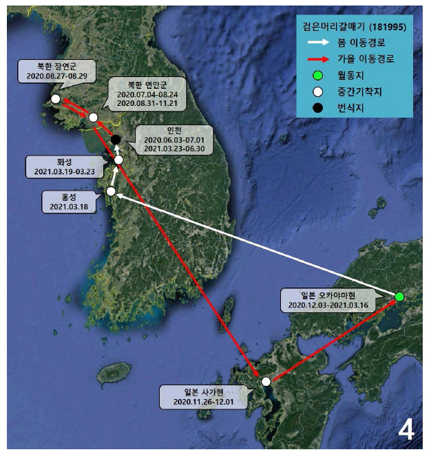 검은머리갈매기(ID 181995)의 이동경로
