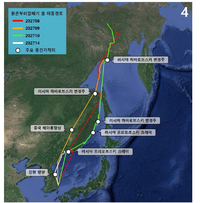 붉은부리갈매기 4개체의 봄 이동경로 및 주요 중간기착지