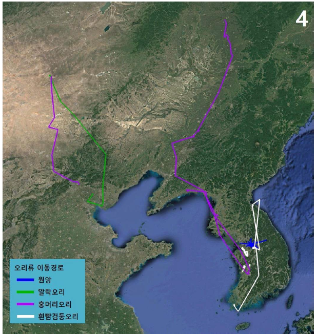 오리류 4종의 이동경로