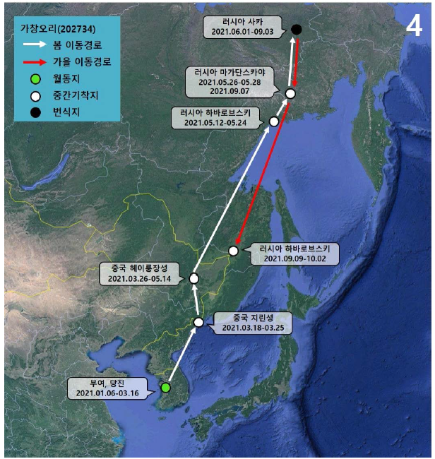 가창오리(ID 202734)의 이동경로