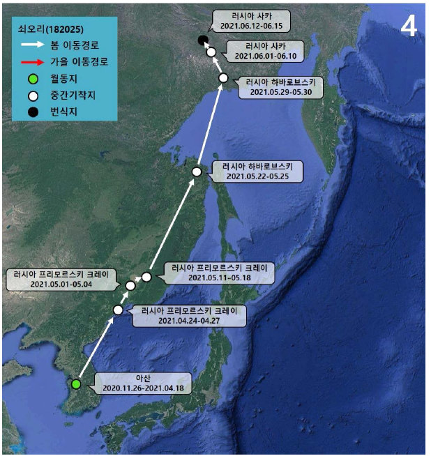 쇠오리(ID 182025)의 이동경로