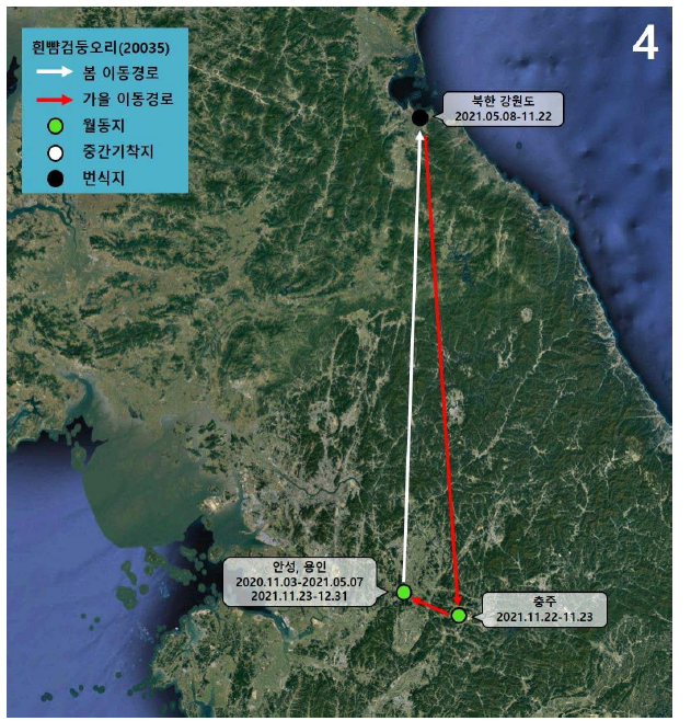 흰뺨검둥오리(ID 20035)의 이동경로