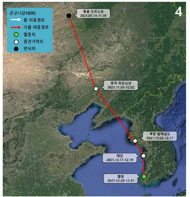 큰고니(ID 21020)의 이동경로