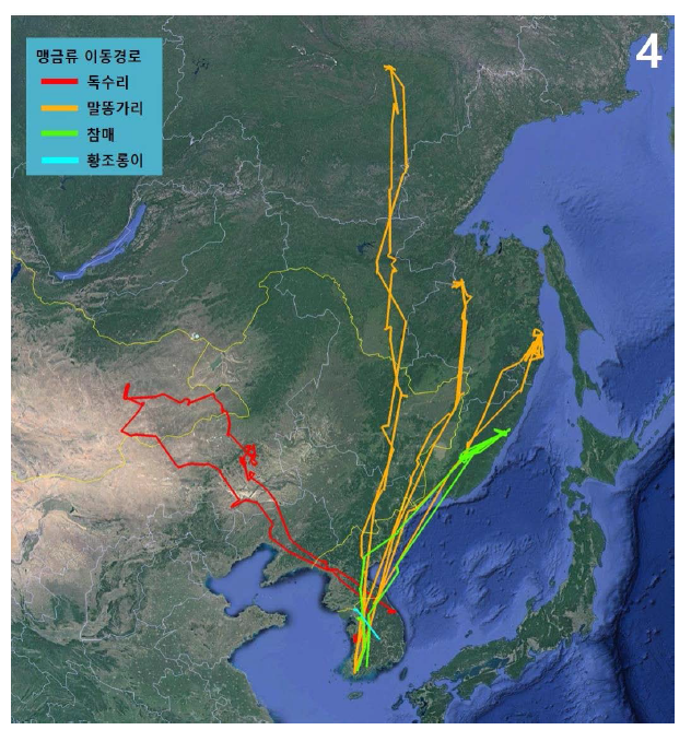 맹금류 4종의 이동경로