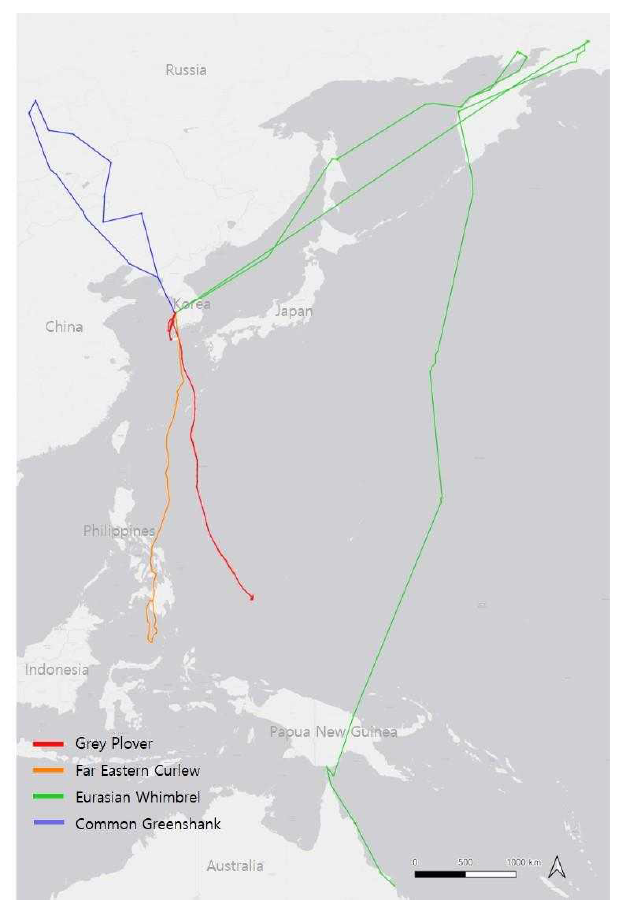 도요·물떼새류 4종의 이동경로