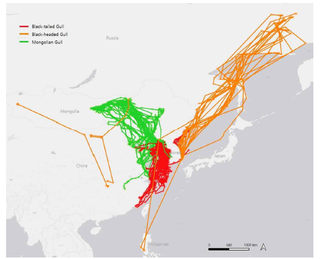 갈매기류 3종의 이동경로