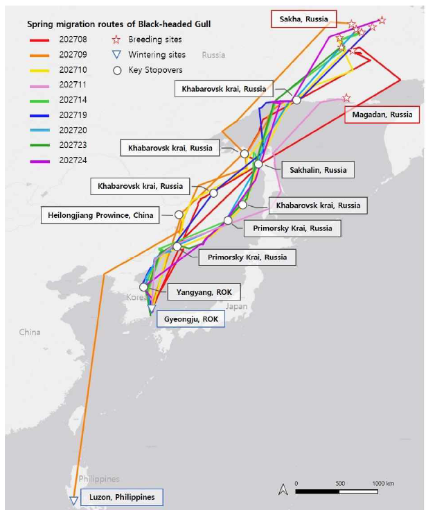붉은부리갈매기 9개체의 봄 이동경로 및 주요 중간기착지