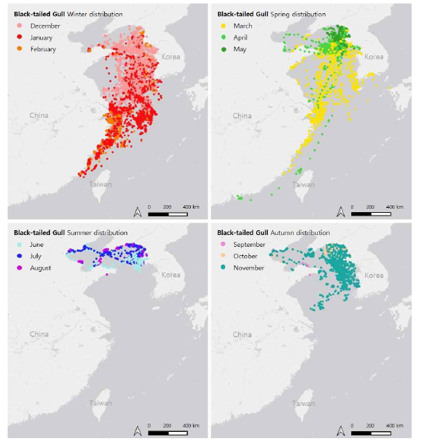 백령도 번식 괭이갈매기 43개체의 계절별 분포