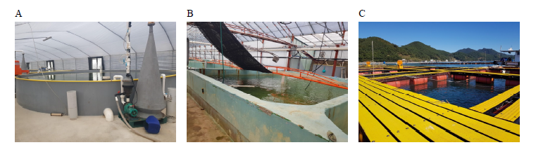 Aquaculture method of hybrid groupers (RGGG and LGGG). (A) recirculation, (B) flowing water, (C) sea net cage.
