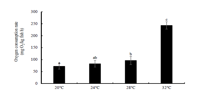 Oxygen consumption rate of hybrid grouper (RGGG) in each water temperature.