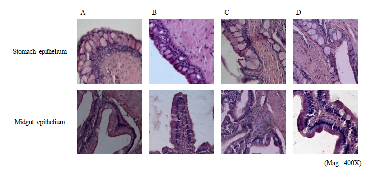 Histological observation of hybrid grouper (RGGG) in each temperature. (A) 20℃, (B) 24℃, (C) 28℃, (D) 32℃.