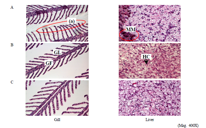 Histological observation of hybrid grouper (RGGG) in each salinity. (A) 5 psu, (B) 25 psu, (C) 34 psu. (a), histological change (giantism) of gill lamella; GF, gill filament; GL, gill lamella; HC, hepatic cell cords; MM, melano-macrophage.