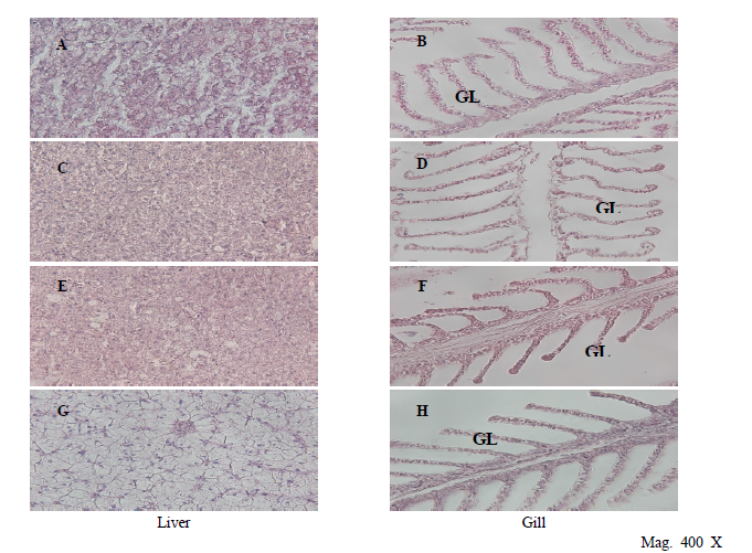 Histological observation of hybrid grouper (LGGG) in each temperature. Hepatocellular condensation and telangiectasis were observed in 9, 10 and 12℃ groups. (A) (B) 9℃, (C) (D) 10℃, (E) (F) 12℃, (G) (H) 14℃. GL, gill lamella.