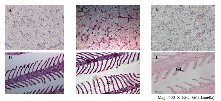 Histological observation of hybrid grouper (LGGG)’s liver A, B, C and gill D, E, F in each salinity. Hepatocellular condensation and telangiectasis were observed in 3 and 5 psu groups. (A) (D) sea water (33.5 psu), (B) (E) 5 psu, (C) (F) 3 psu.