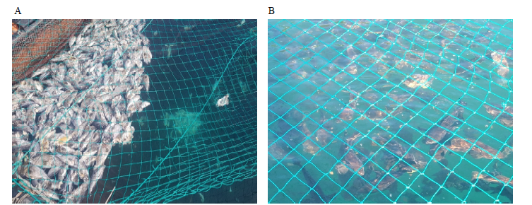 Korean rockfish (A) and hybrid grouper (B) in experimental cage under high-water temperature condition.