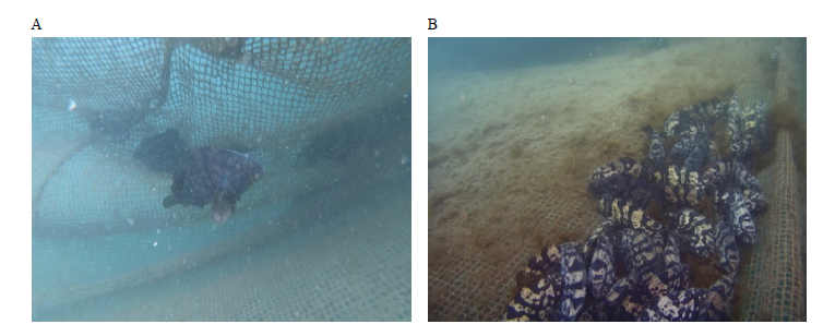 Underwater filming of hybrid grouper in sea net cages of Tong-young (A) and Geomun-do island (B).