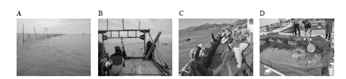 Collection methods and adjustment place for wild pomfret broodstock. (A) fence net, (B) stow net, (C) set net, (D) sea cage