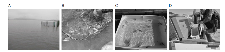 Transportaion process of wild pomfret broodstock by fence net. (A) fence net, (B) collection by fence net, (C) transportation, (D) non-exposure transportation