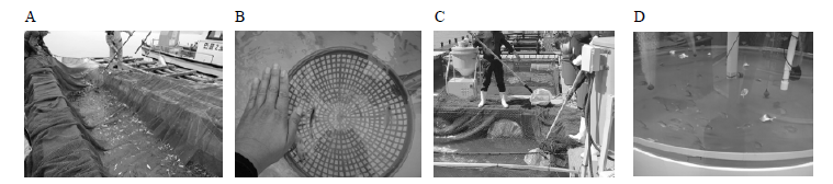 Collection process of pomfrets broodstock and adjustment of indoor tank. (A) set net collection, (B) macroscopy of ceollected fish, (C) Survival inspection after adjustment in sea cage, (D) Transportation into indoor tank and rearing