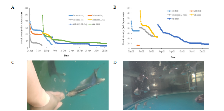 Changes in survival and status of rearing broodstock of pomfrets. (A) rearing of juveniles, (B) rearing of broodstock, (C) successfully adjusted fish in indoor tank, (D) rearing in indoor tank