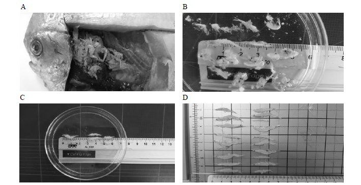 Stomach contents of pomfret and supplied shrimp. (A) stomach contents (shrimp), (B) stomach contents (shrimp, before digestion), (C) supplied mysids (1.7~2.0 cm), (D) supplied shrimps (2.2~3.5 cm)
