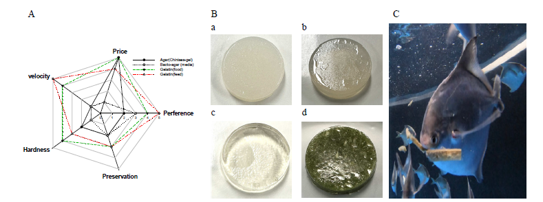 Comparison of characteristics for agar, bacto-agar, gelatin and supply of gelatin feed to broodstock. (A) agar, (B) bacto-agar, (C) gellatin, (D) gellatin-coated feed