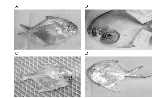 External features of dead fish and its disease monitoring. (A) mortality after transportation (scale peeling), (B) disease inspection of internal organs from dead fish with operculum peeling, (C) starved fish, (D) starved fish (empty gut)