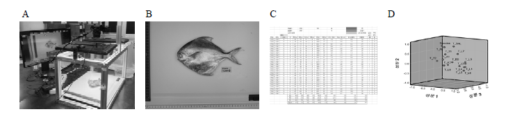 Process of species identification for Pomfrets by fish size. (A) image shooting, (B) calibraion for factor analysis, (C) coding and statistical analysis, (D) factor analysis