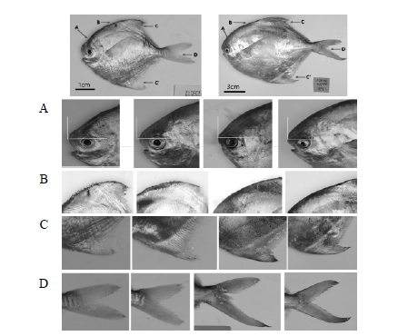Changes in morphology with growth of P. argenteus. (A) straight to curved as the upper curved surface of the head grows, (B) as the fin rays grow they gradually become depressed, (C) the color for tip of the dorsal and anal fin changes as a black color and completes the sickle shape, (D) the middle part of the upper and lower parts of the tail fin is disconnected, and the lower parts become longer
