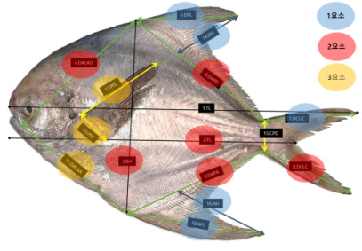 Image analysis of morphometrics of pomfrets