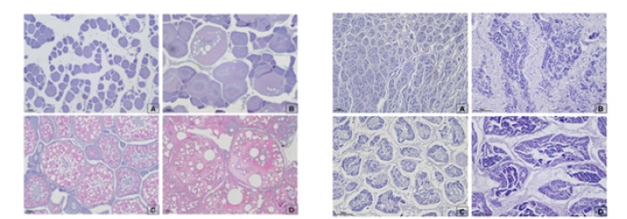 Histological observation of ovarian (left) and testicular (right) development. (A) early growing, (B) late growing, (C) maturation, (D) ripe