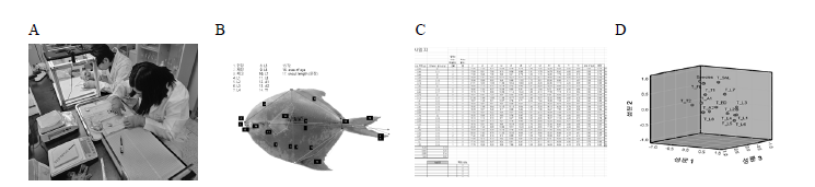 Process of species identification for pomfrets. (A) image shooting, (B) calibraion for factor analysis, (C) coding and statistical analysus, (D) factor analysis