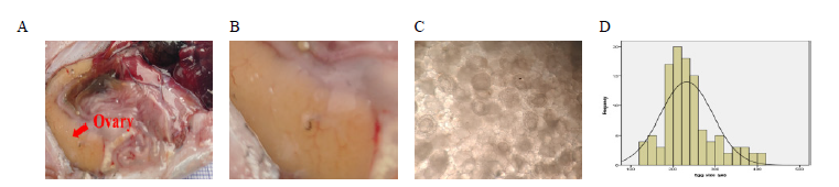 Observation of ovarian development and measurement of oocyte diameter for broodstock during wintering. (A~B) external feature of ovary, (C) microscopic measurement of oocytes, (D) distribution of oocyte diameter