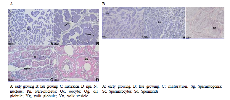 Histological observation of (A) ovarian and (B) testicular development for P. argenteus under indoor tank wintering