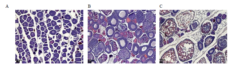 Histological observation of ovarian developmental process during induction of spawning for broodstock. (A) early growing stage with perinuclues stage oocytes, (B) late growing stage with yolk vesicle stage oocytes, (C) maturation stage with vitellogenic oocytes