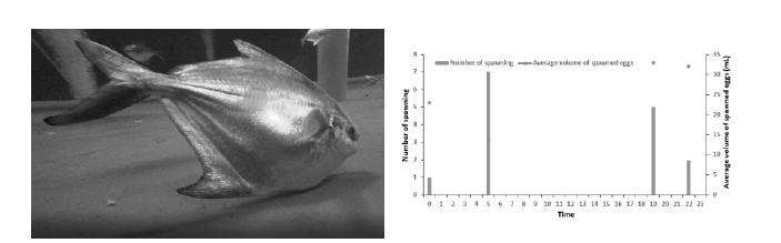 Matured female (left), number of spawning, spawning time and volume of spawned eggs
