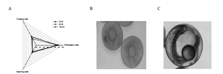 Comparison of fertilization rate, hatching rate according to fertilization time. (A) comparison of fertilizated eggs by fertilization time, (B) release of polar body, (C) egg just before hatching