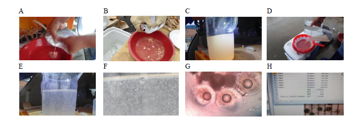 Process of egg and sperm collection with wild stock and microscopic observation. (A) egg collection, (B) sperm collection, (C) fertilization, (D) egg washing, (E~F) floating, (G) fertilized eggs, (H) measurement of fertilized egg diameter
