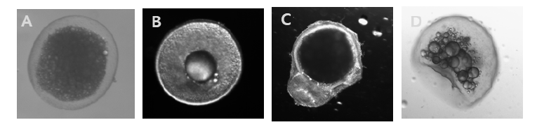Unfertilized egg and abnormal embryonic development of P. argenteus. (A) not ovulated egg, (B) paused development after fertilization, (C) paused development, (D) lysis