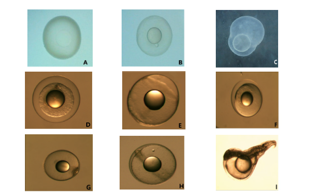 Embyro development of P. argenteus. (A) unfertilized egg, (B) fertilized egg (5 min. after fertilization), (C) 2 cells stage (0.5 HPF), (D) 128 cells stage (6 HPF), (E) blastula (8 HPF), (F) morula stage (12 HPF), (G) formation of embryo (24 HPF), (H) formation of auditory vesicle (36 HPF), (I) hatching (50 HPF)