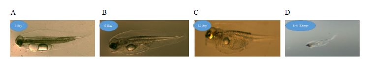 Morphological changes in hatched larvae of P. argenteus. (A) 2 days after hatching (DAH), (B) 6 DAH, (C) 12 DAH, (D) 14 DAH