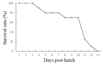 Changes in survival rates of P. argenteus hatched larvae during rearing period