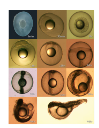 Embryo developmental process of P. argenteus