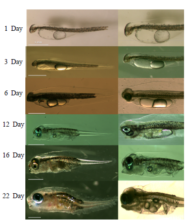 Daily growth of hatched larvae. Scale bars = 1 mm