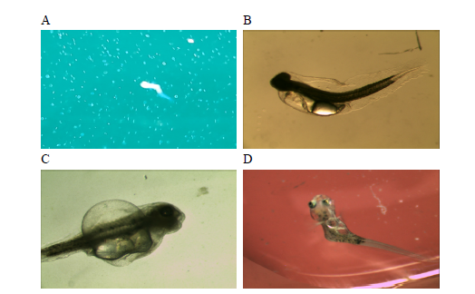 Observation of molformation in hatched larvae P. argenteus. (A) (B) (D), malformation of vertebrate; (C) expansion of swim bladder