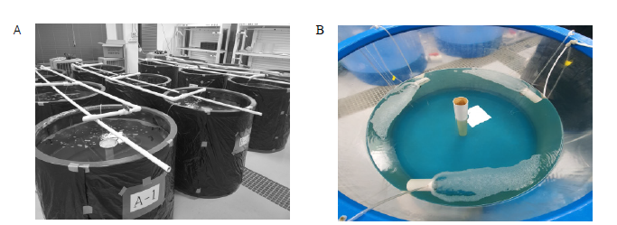 A comparative experiment for survival rate of hatched larvae P. argenteus according to the air supply method. (A) no air supply tank, (B) air supply tank